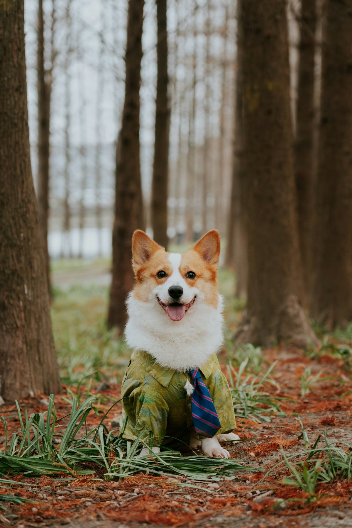 Outdoor Pet Supplies